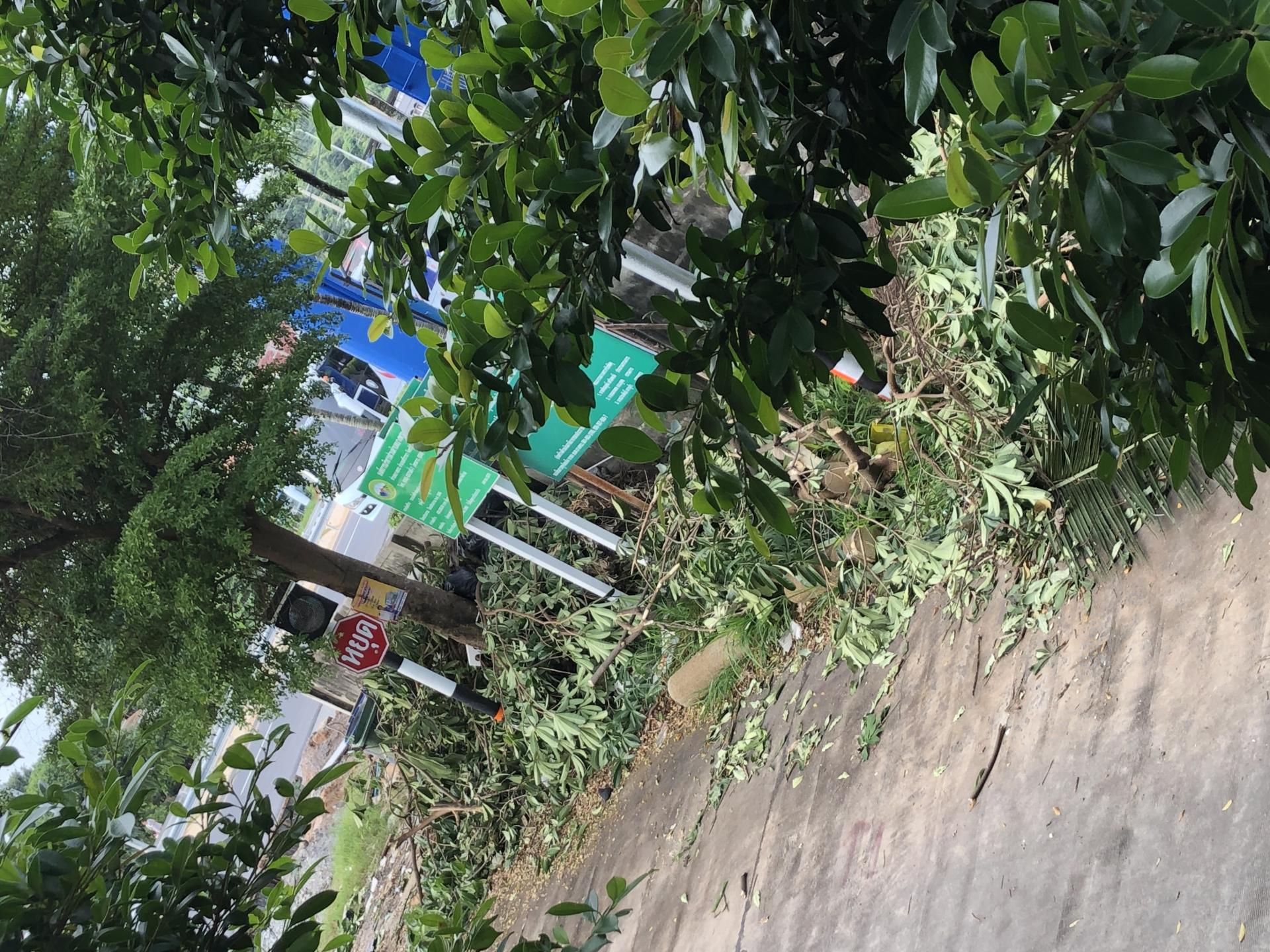 มีคนเอาต้นไม้ กิ่งไม้ที่ตัดมาแถวบริเวณริมถนนในซอยบ้านไร่ดินแดง6