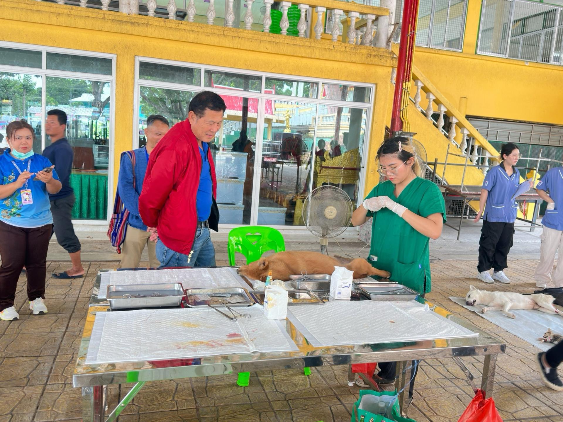 ลงพื้นที่ทำหมันถาวรสุนัขจรจัดในพื้นที่ อบต.บางพระ หมู่ที่ 4 